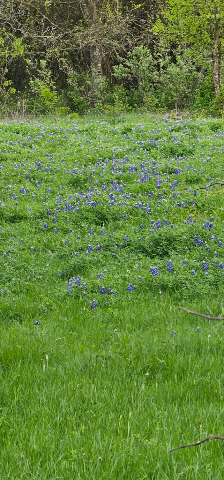 Tbd County Road 212 Coolidge TX 76635