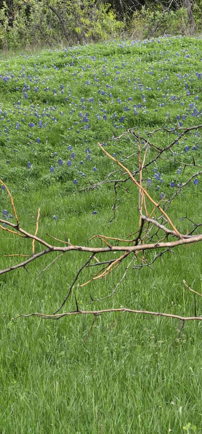 Tbd County Road 212 Coolidge TX 76635