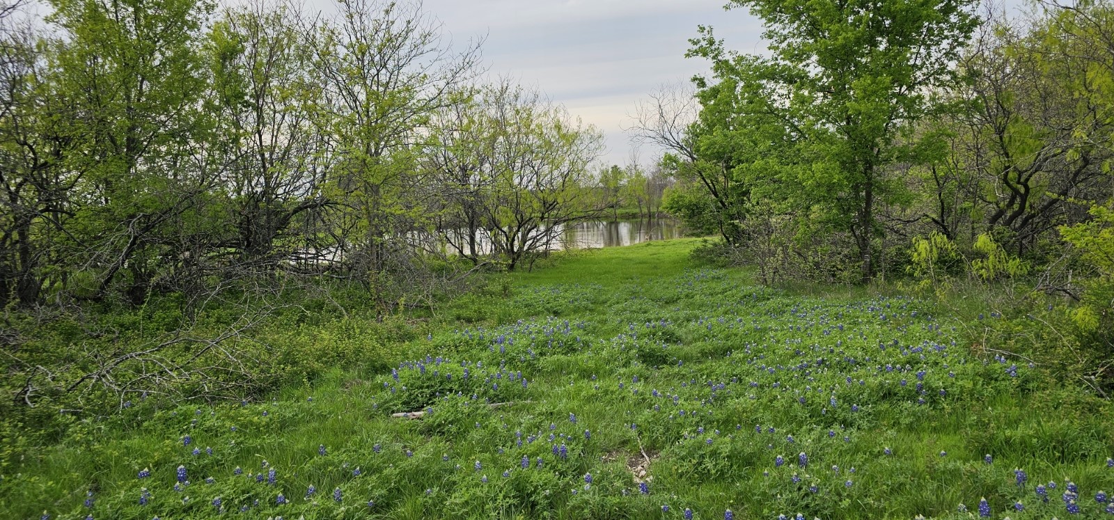 Tbd County Road 212 Coolidge TX 76635