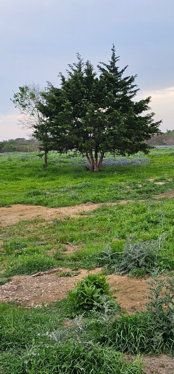 Tbd County Road 212 Coolidge TX 76635