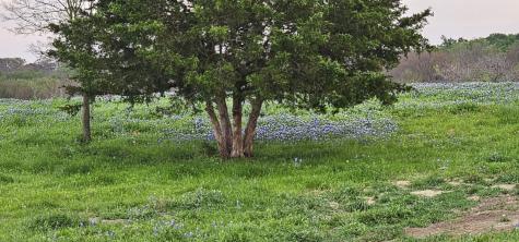 Tbd County Road 212 Coolidge TX 76635
