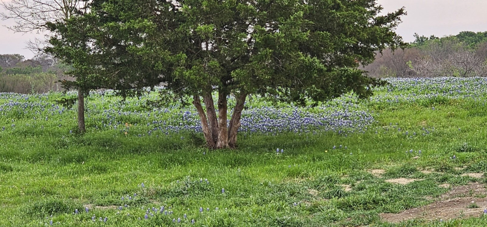 Tbd County Road 212 Coolidge TX 76635