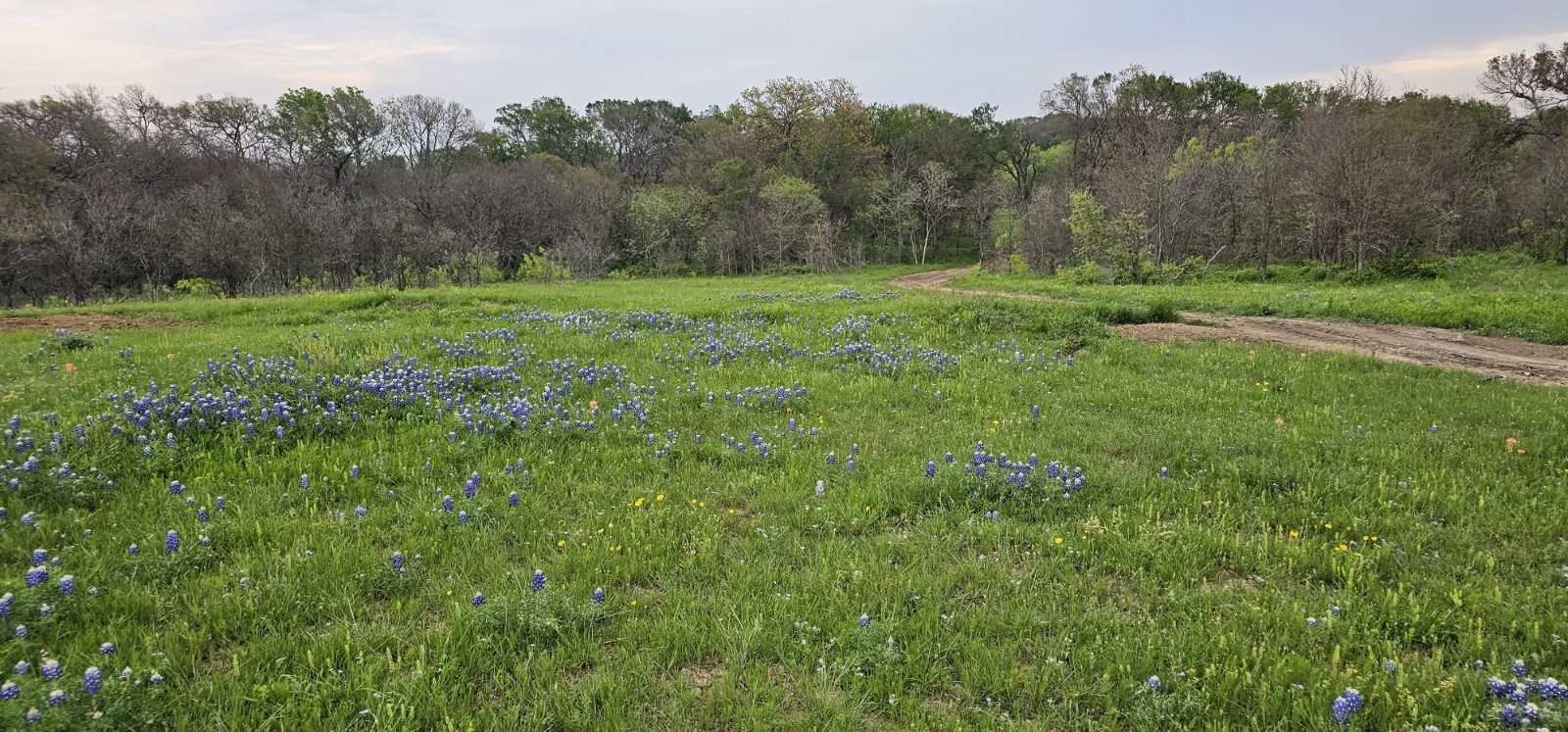 Tbd County Road 212 Coolidge TX 76635