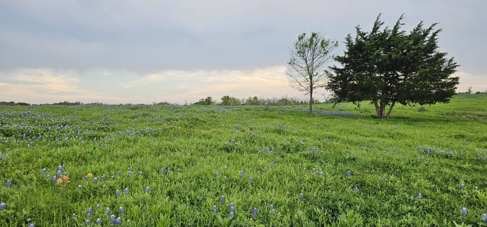 Tbd County Road 212 Coolidge TX 76635