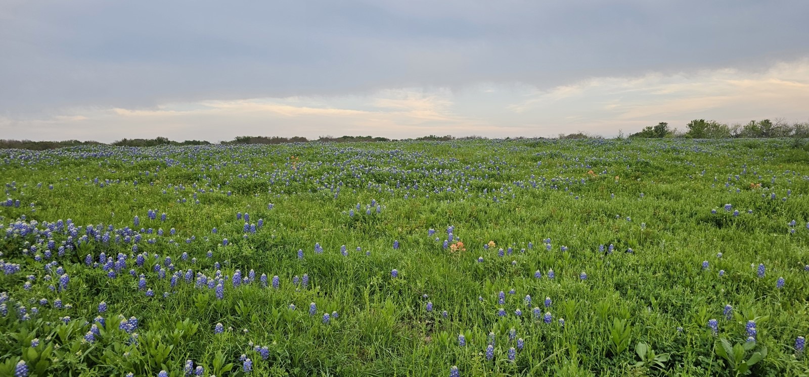 Tbd County Road 212 Coolidge TX 76635