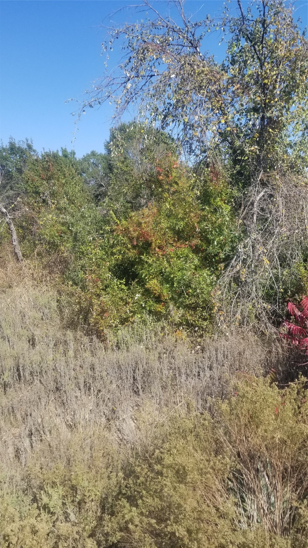 260 Scenic Wood Drive Reno TX 76020