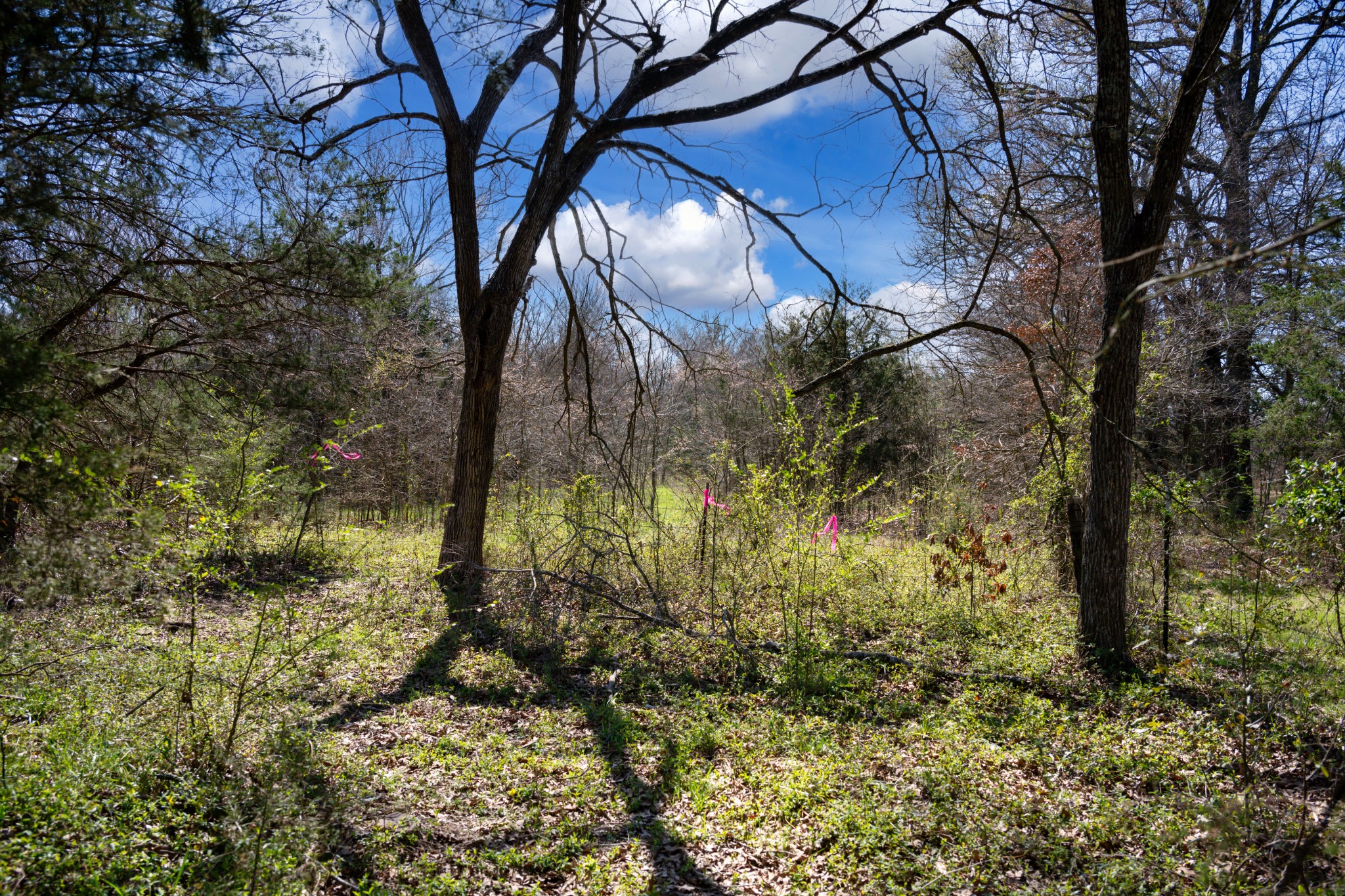 800 County Road 2390 Pickton TX 75471