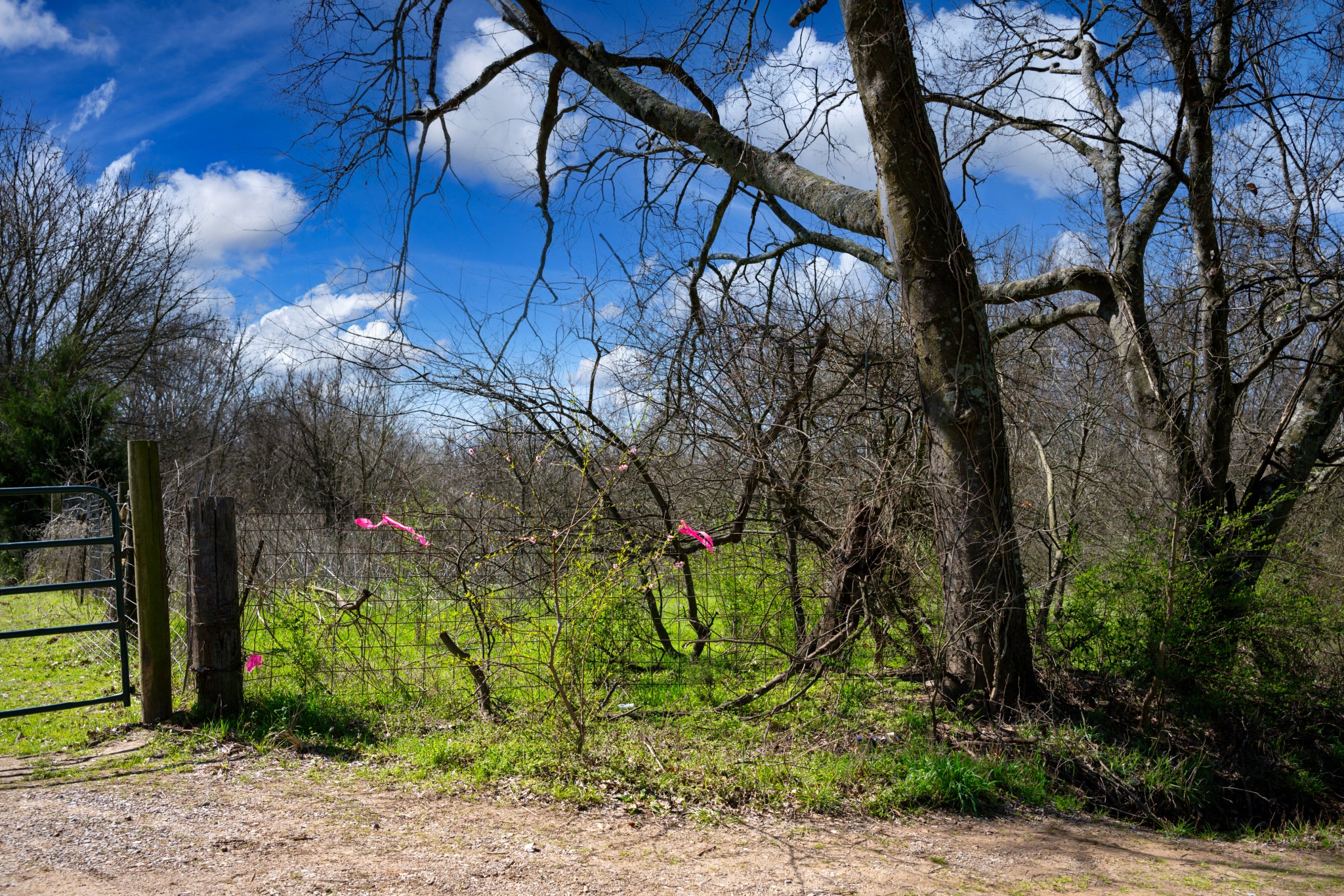 800 County Road 2390 Pickton TX 75471