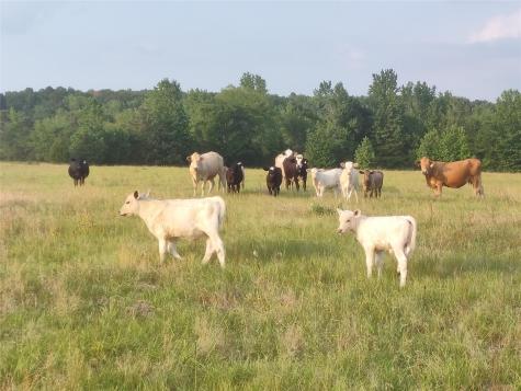 400 County Road 2775 Mineola TX 75773