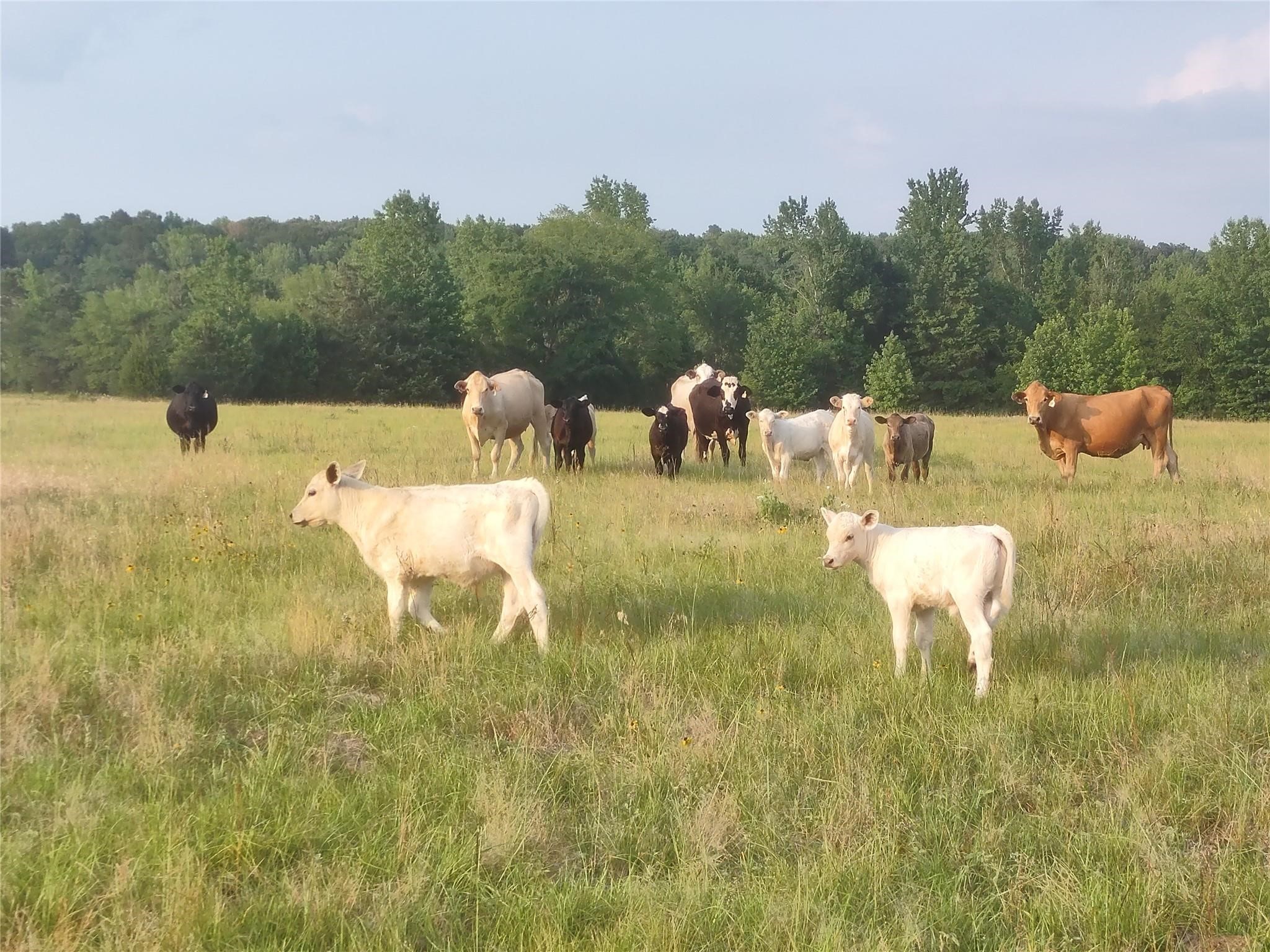 400 County Road 2775 Mineola TX 75773