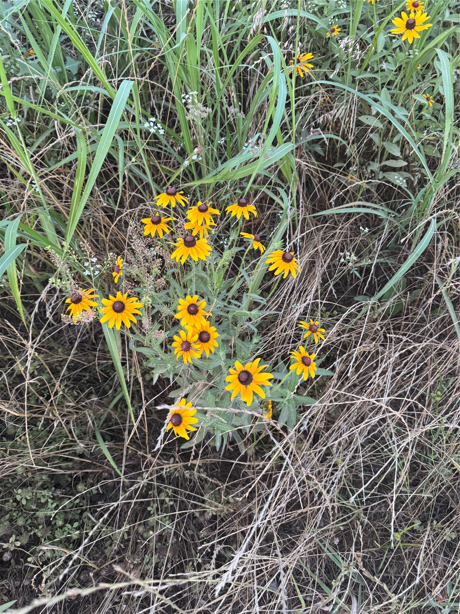 Lot 3 County Road 2130 Telephone TX 75488