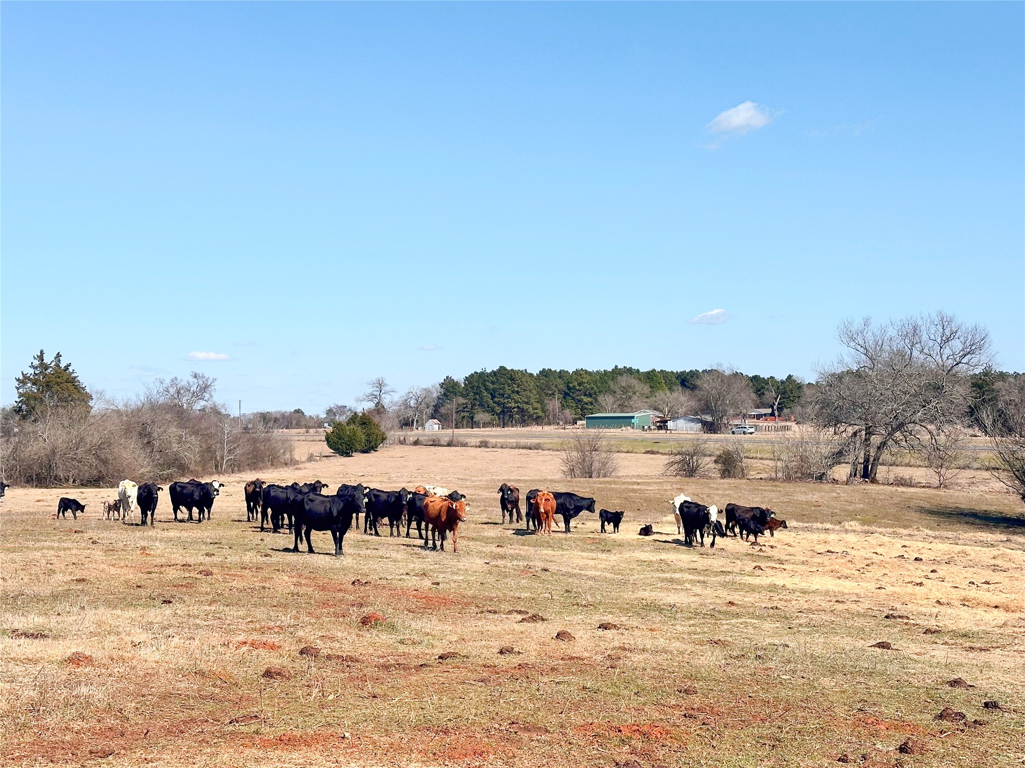 0 Highway 155 & Cr 435 Frankston TX 75763