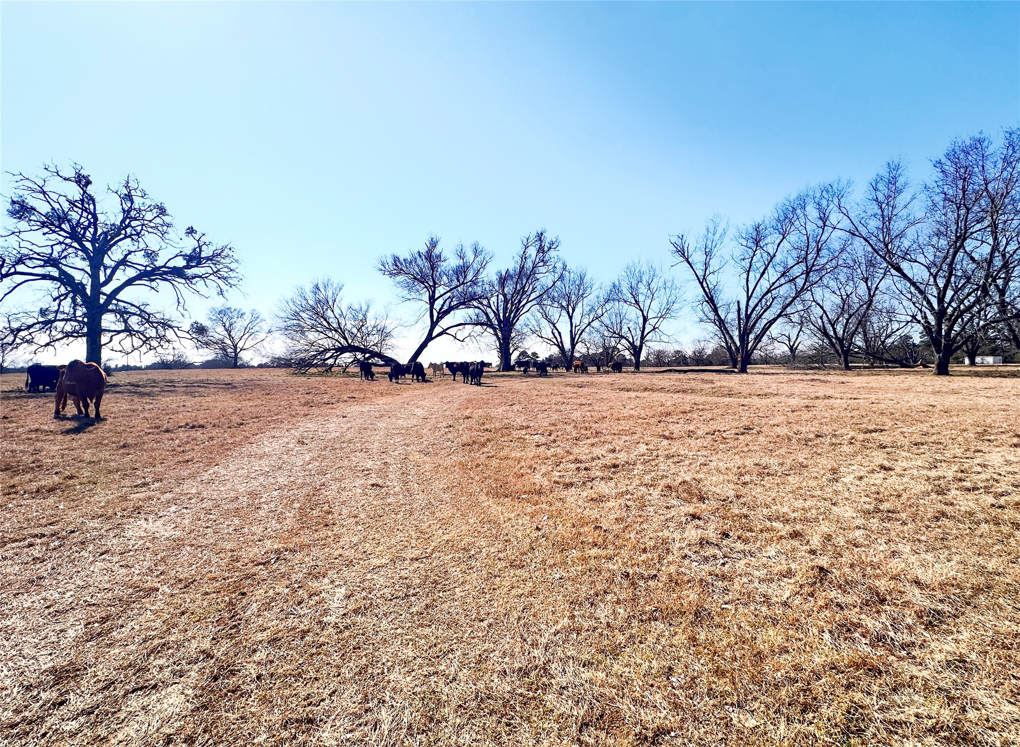 0 Highway 155 & Cr 435 Frankston TX 75763