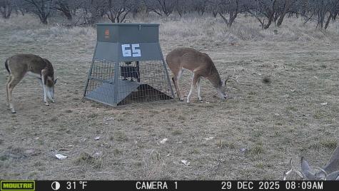 Tbd County Road 291 Breckenridge TX 76464