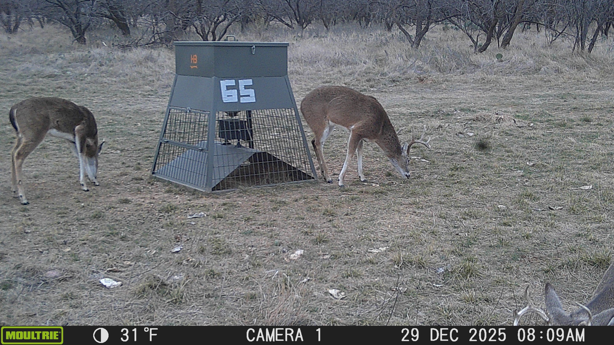 Tbd County Road 291 Breckenridge TX 76464