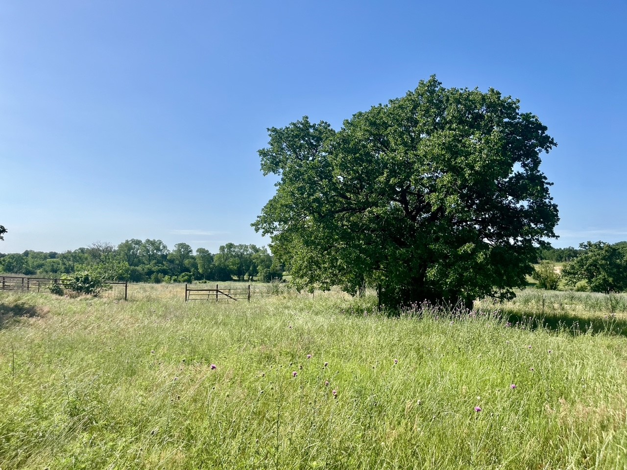 Lot 55 & 56 Kilkenny Road Poolville TX 76487