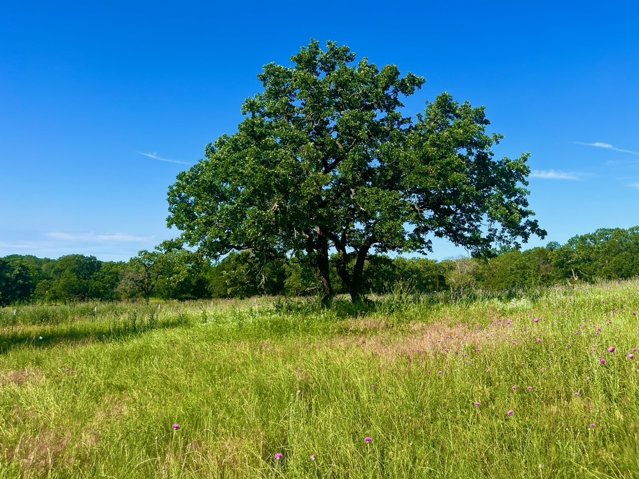 Lot 55 & 56 Kilkenny Road Poolville TX 76487