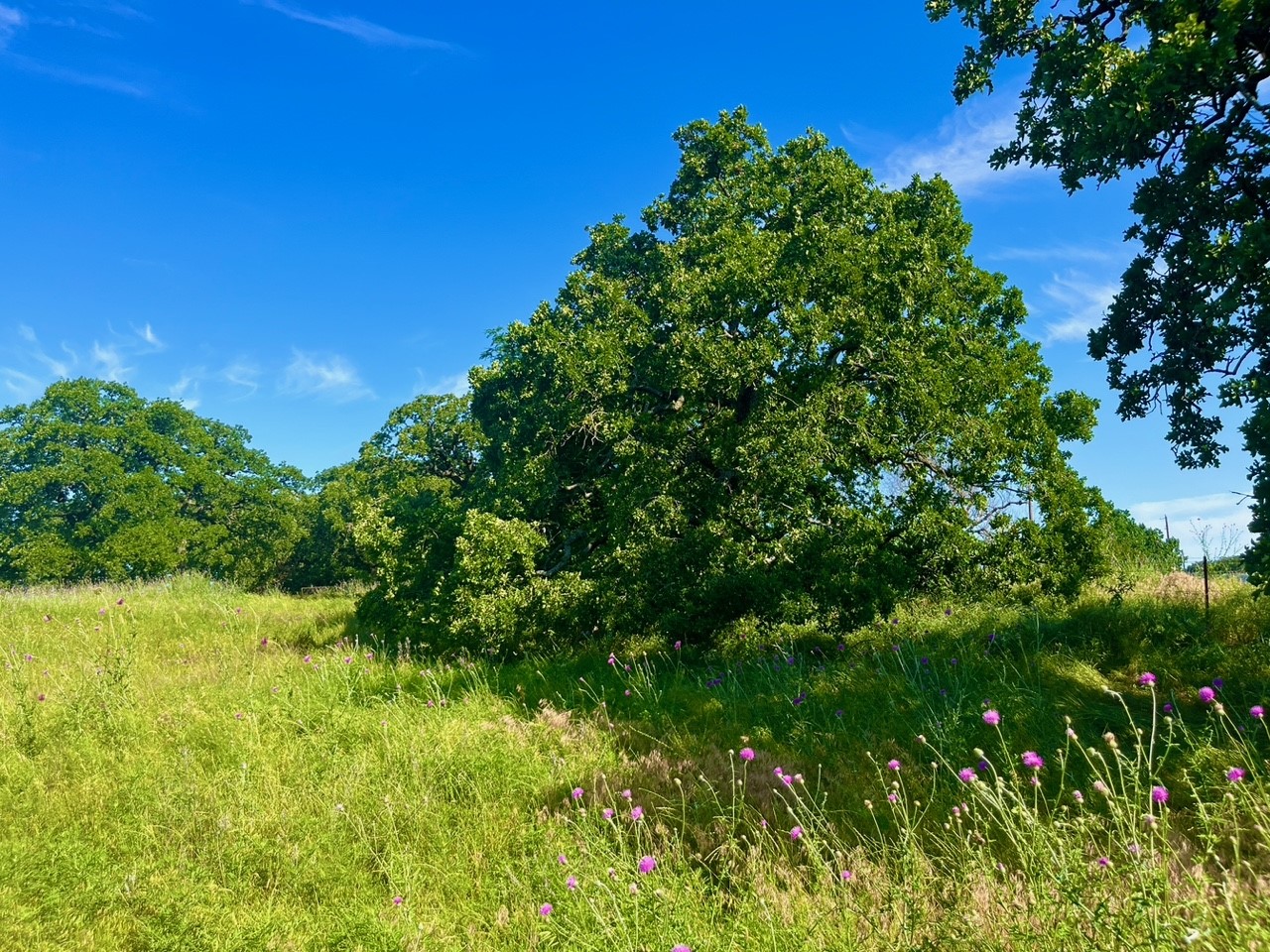 Lot 55 & 56 Kilkenny Road Poolville TX 76487
