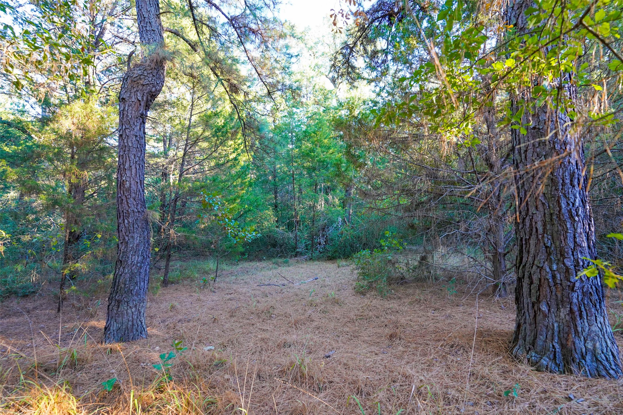 45 Acres County Road 930 Teague TX 75860