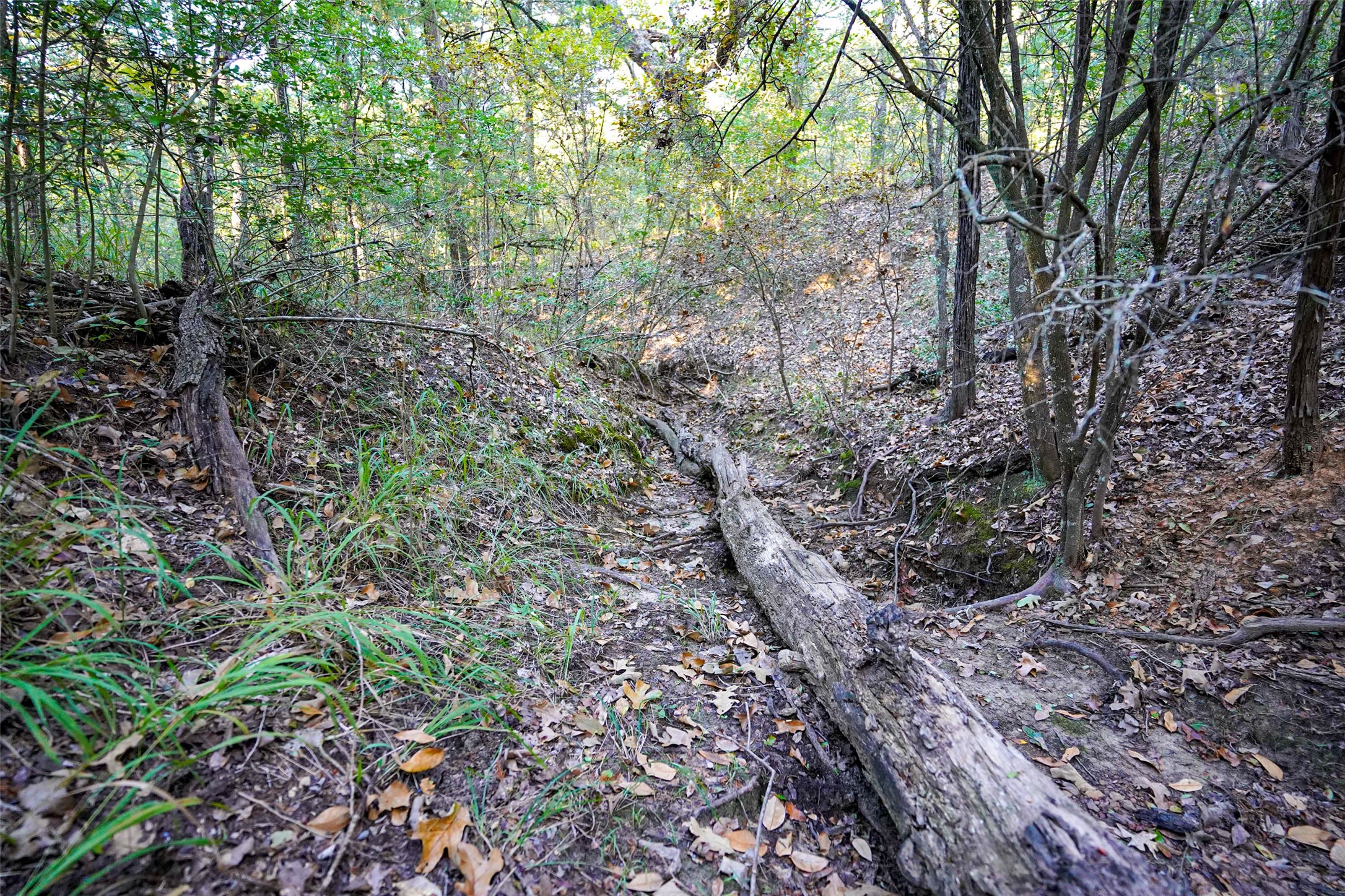 45 Acres County Road 930 Teague TX 75860