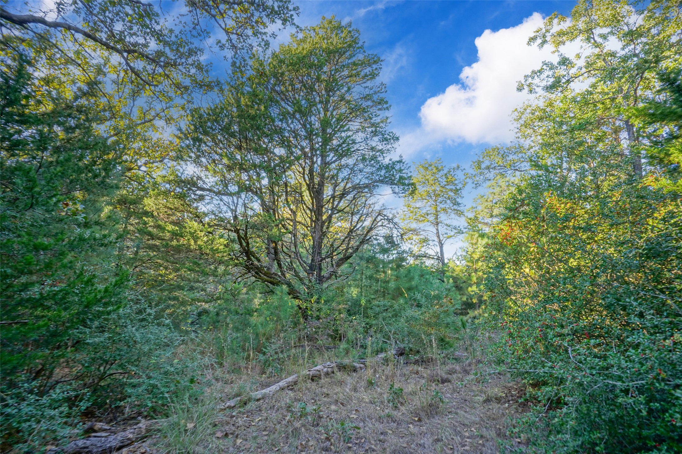 45 Acres County Road 930 Teague TX 75860