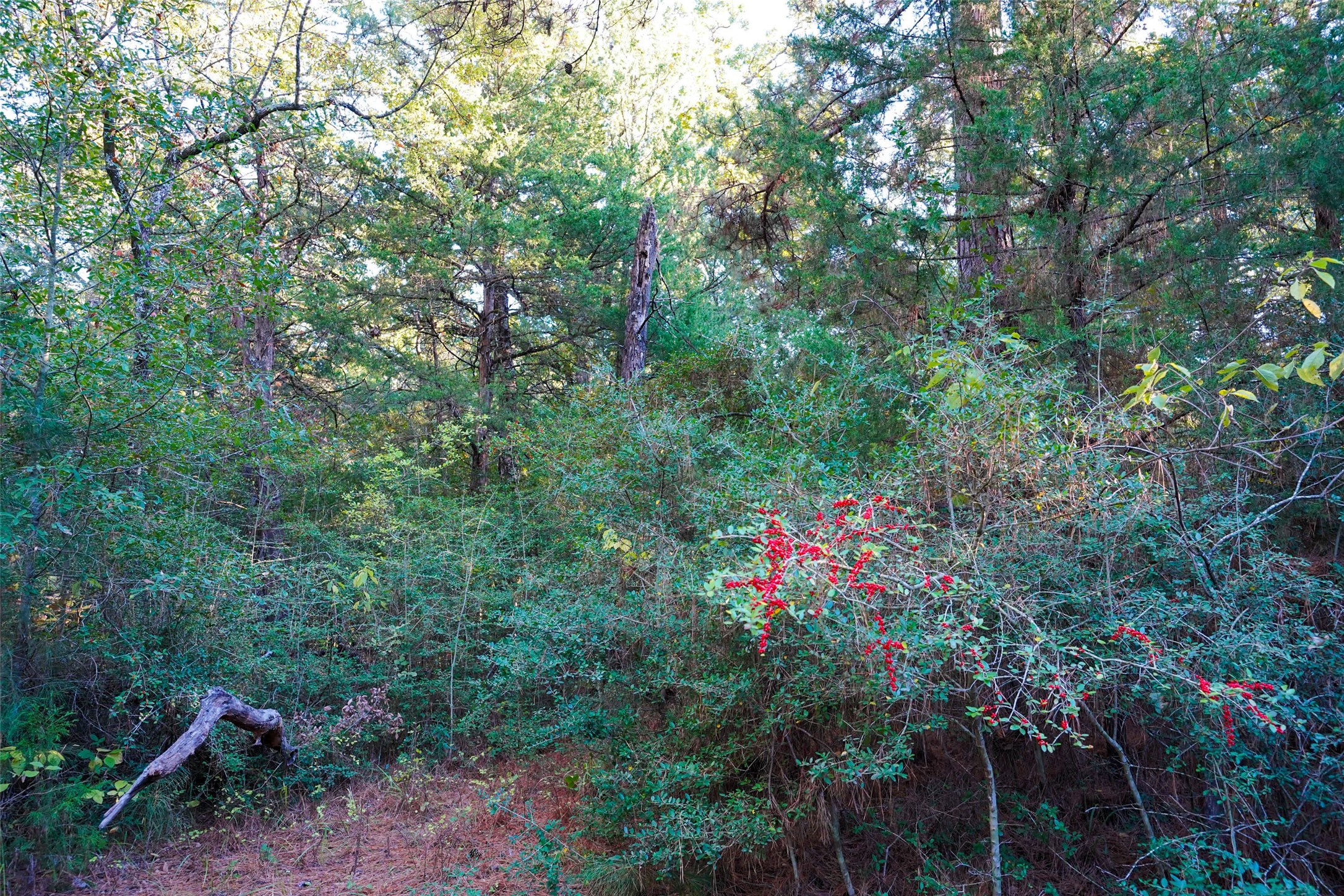 45 Acres County Road 930 Teague TX 75860