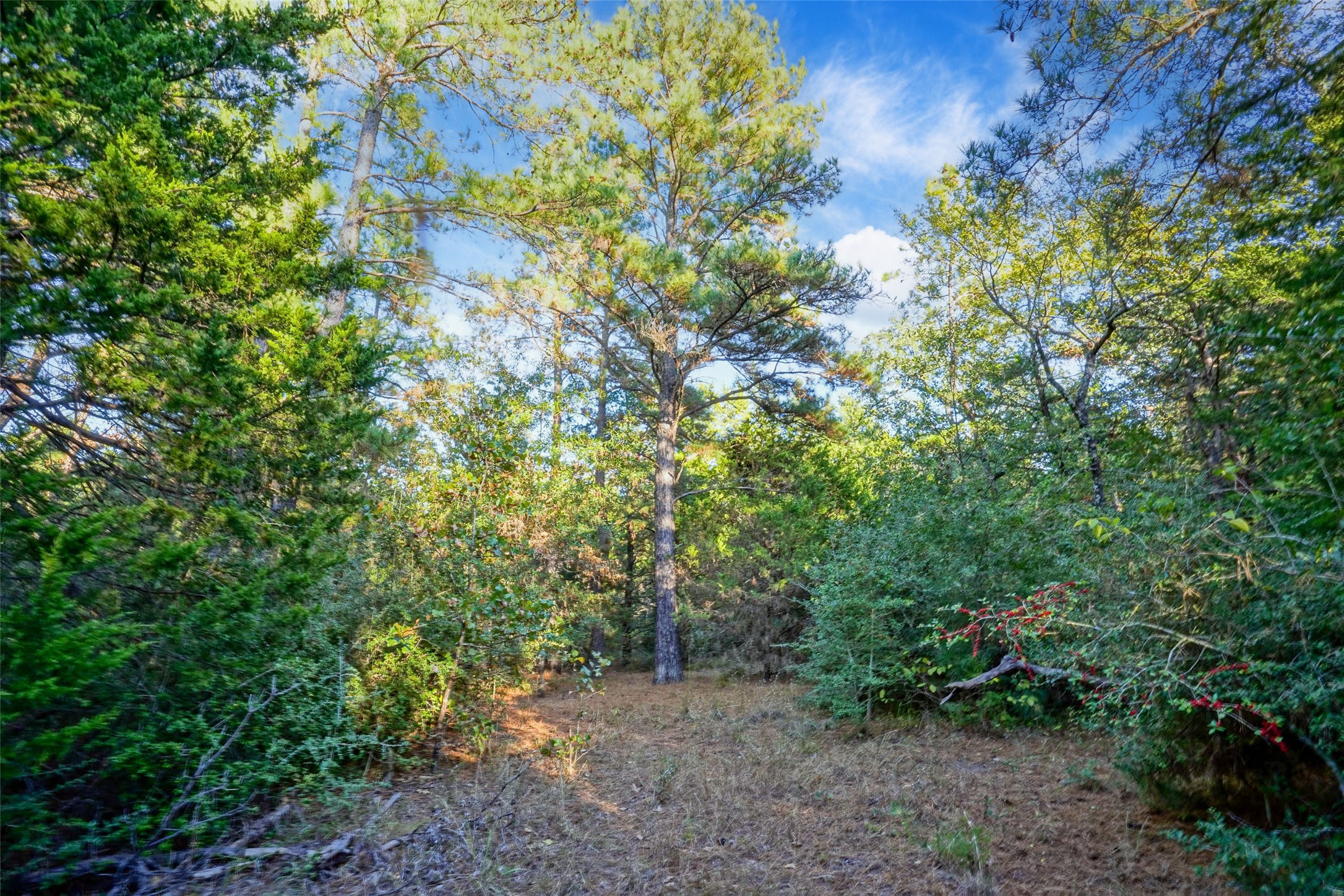 45 Acres County Road 930 Teague TX 75860