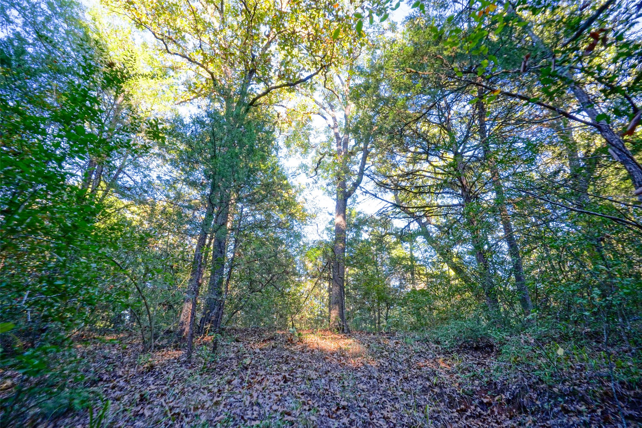 45 Acres County Road 930 Teague TX 75860