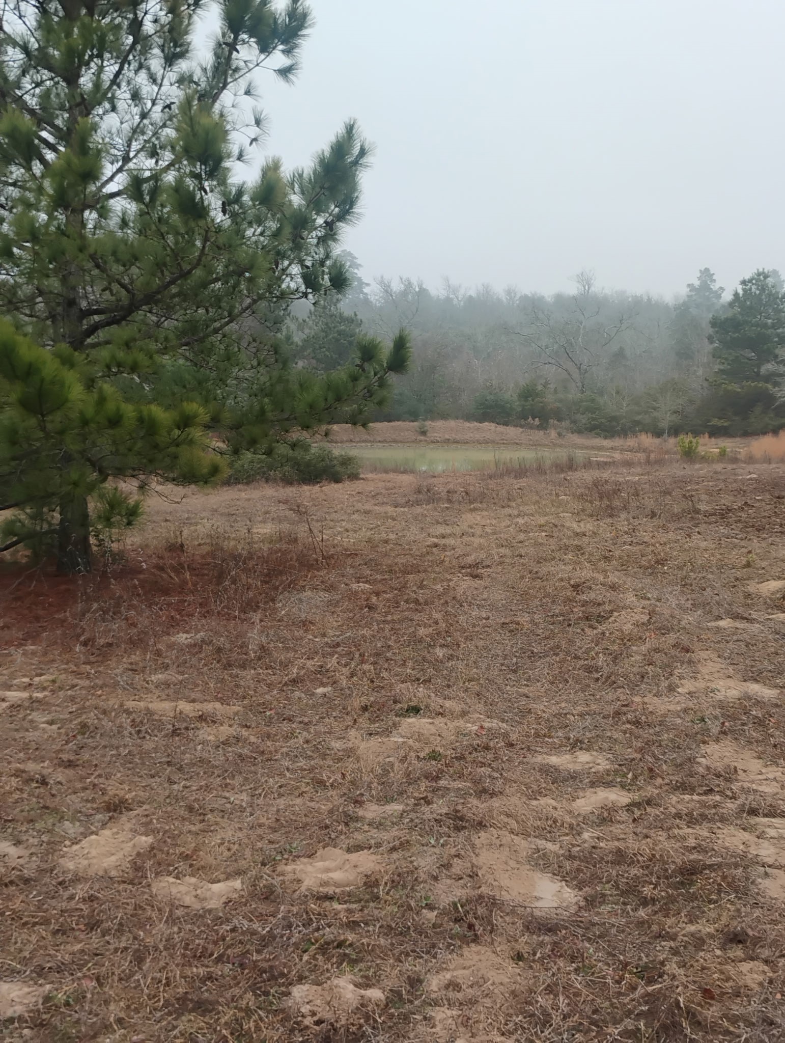 Tbd County Road 204 Centerville TX 75833