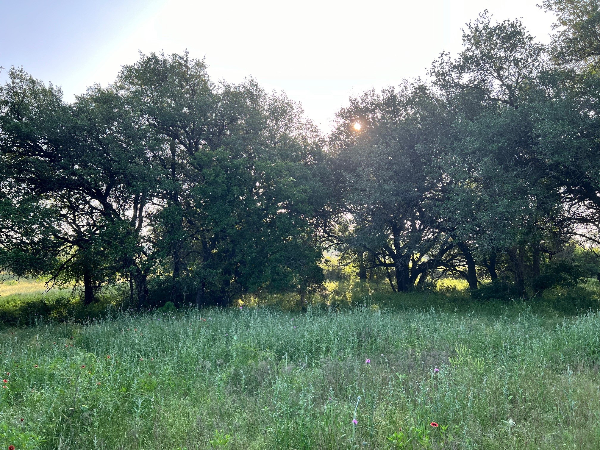 000 S Highway 16 Comanche TX 76442