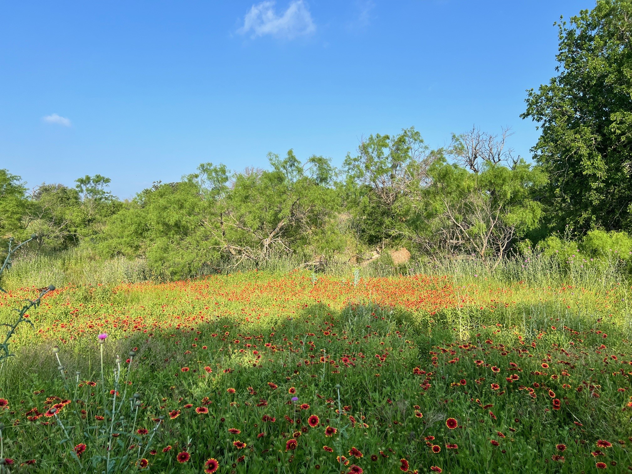 000 S Highway 16 Comanche TX 76442