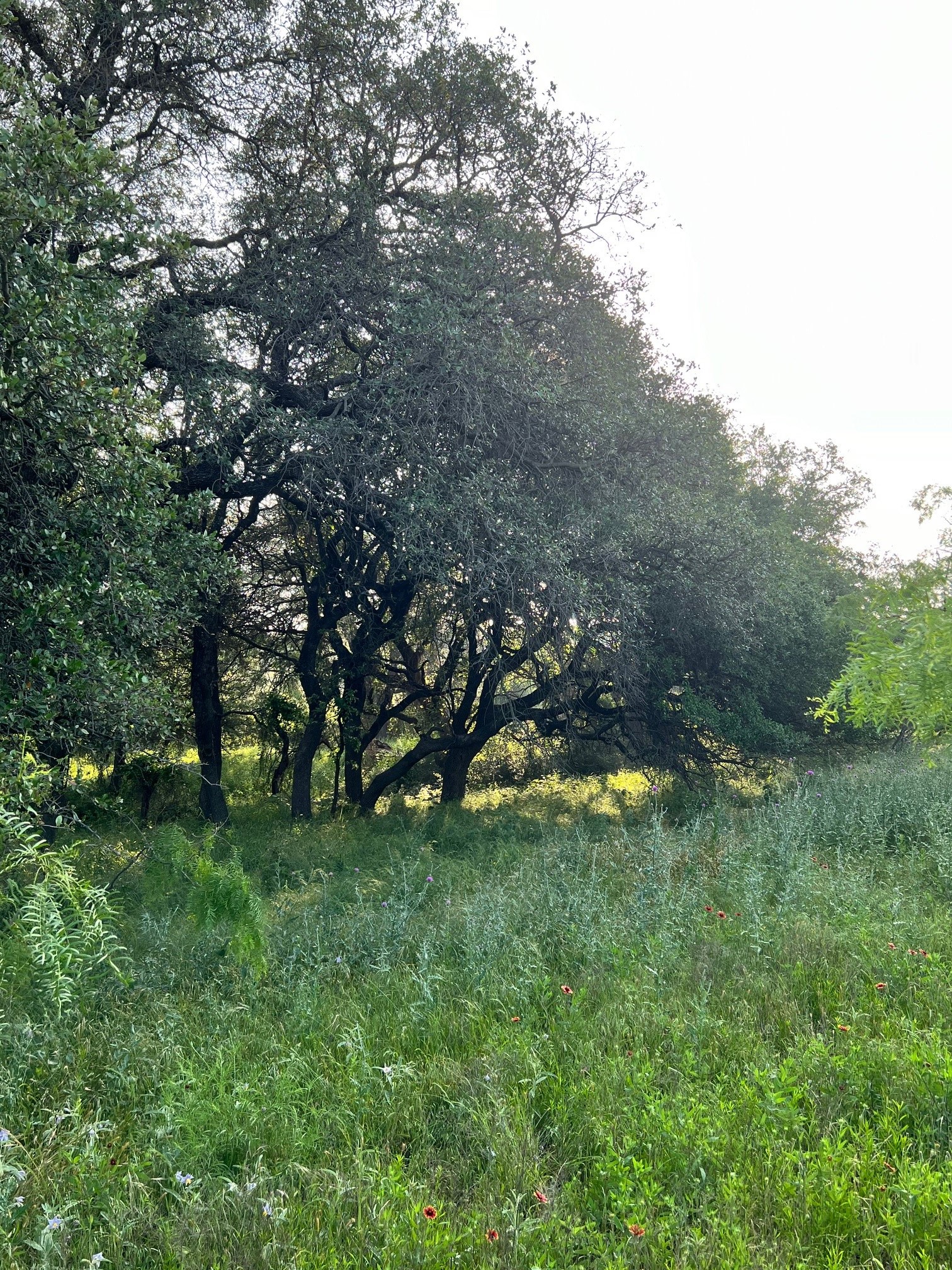 000 S Highway 16 Comanche TX 76442