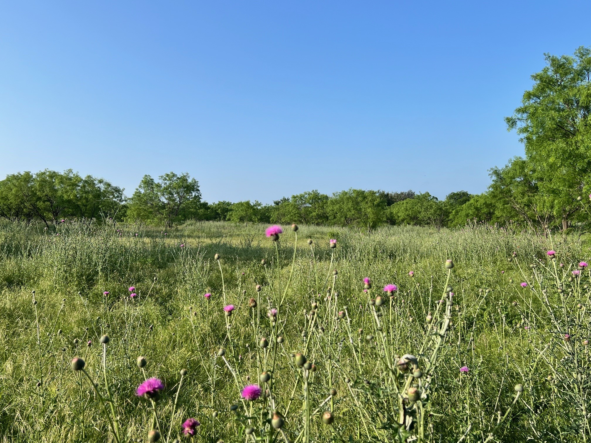 000 S Highway 16 Comanche TX 76442