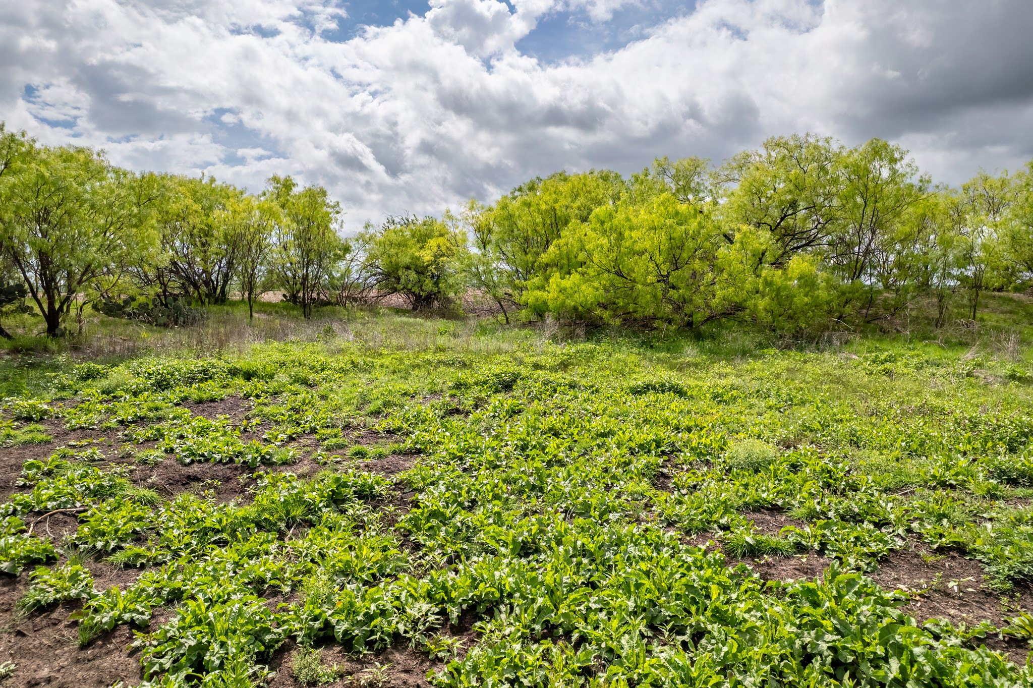 Tbd County Road 159 Coleman TX 76834