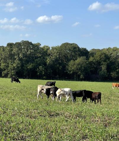 764 County Road 3422 Bynum TX 76631