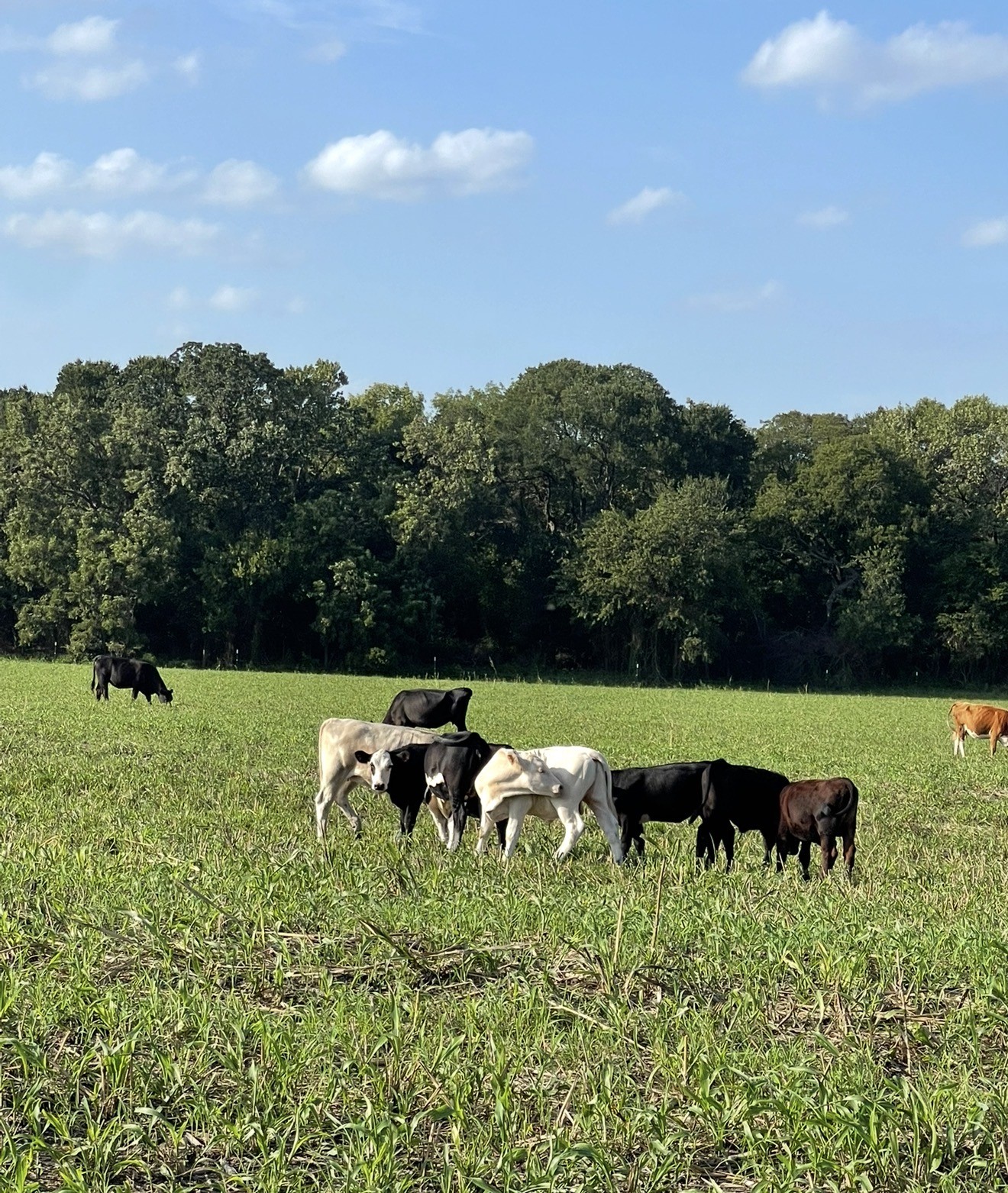 764 County Road 3422 Bynum TX 76631