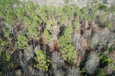 Tbd-e County Road 216 Beckville TX 75631