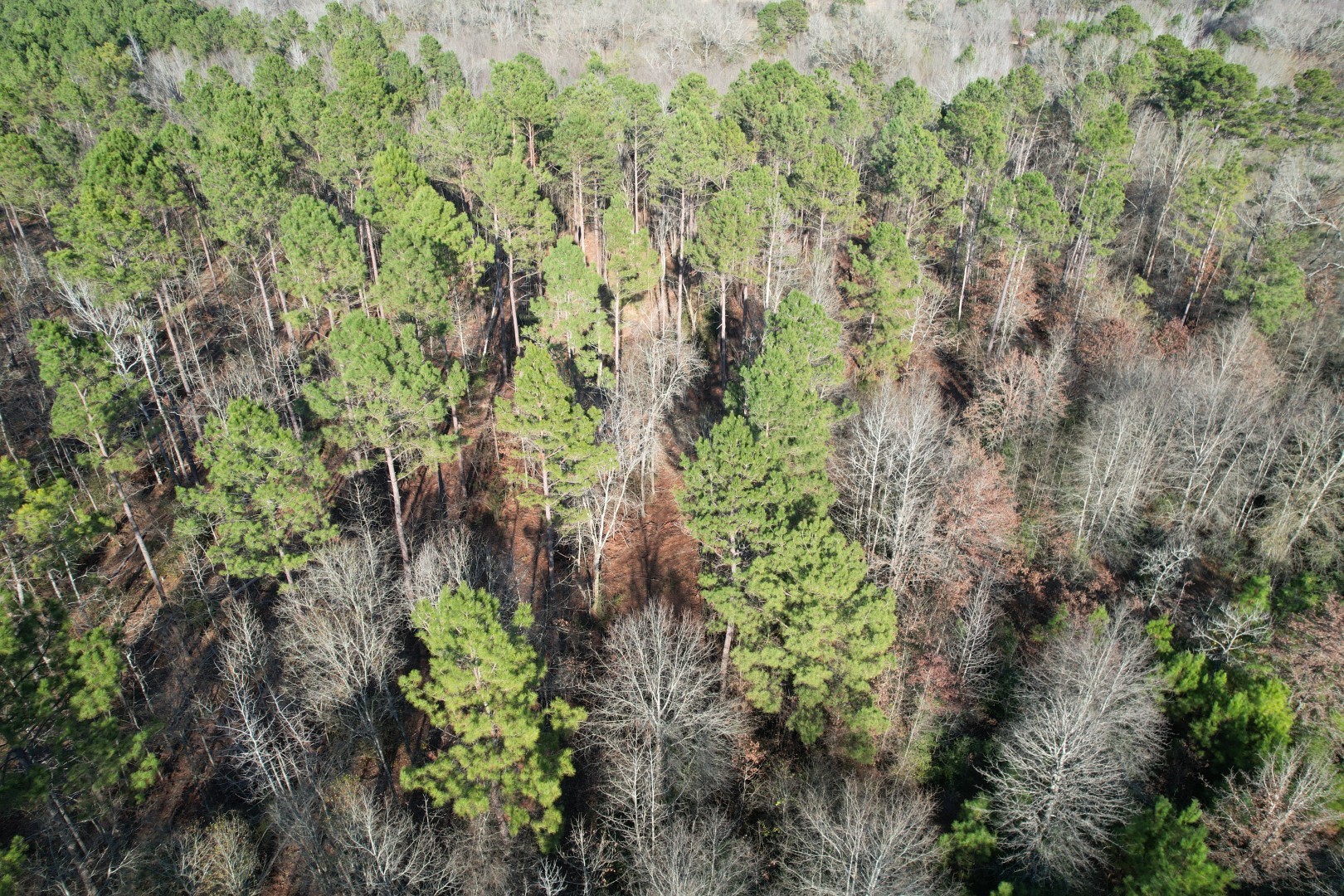 Tbd-e County Road 216 Beckville TX 75631