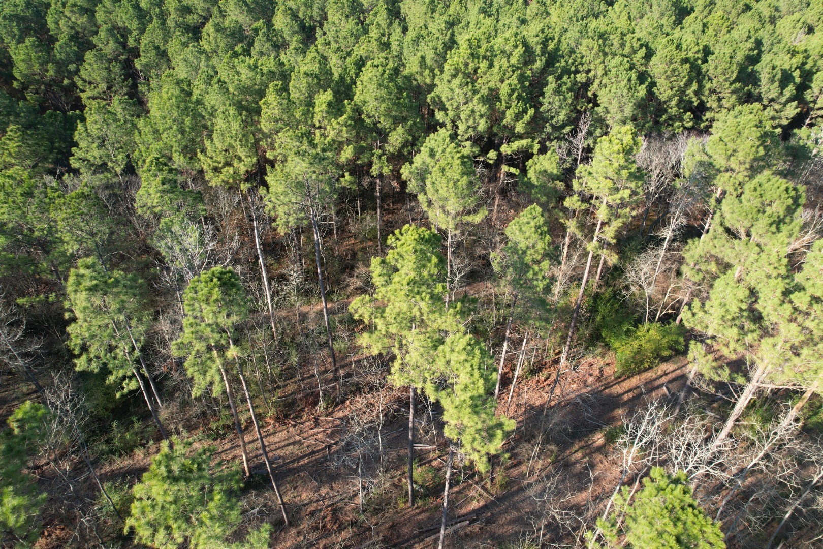 Tbd-e County Road 216 Beckville TX 75631