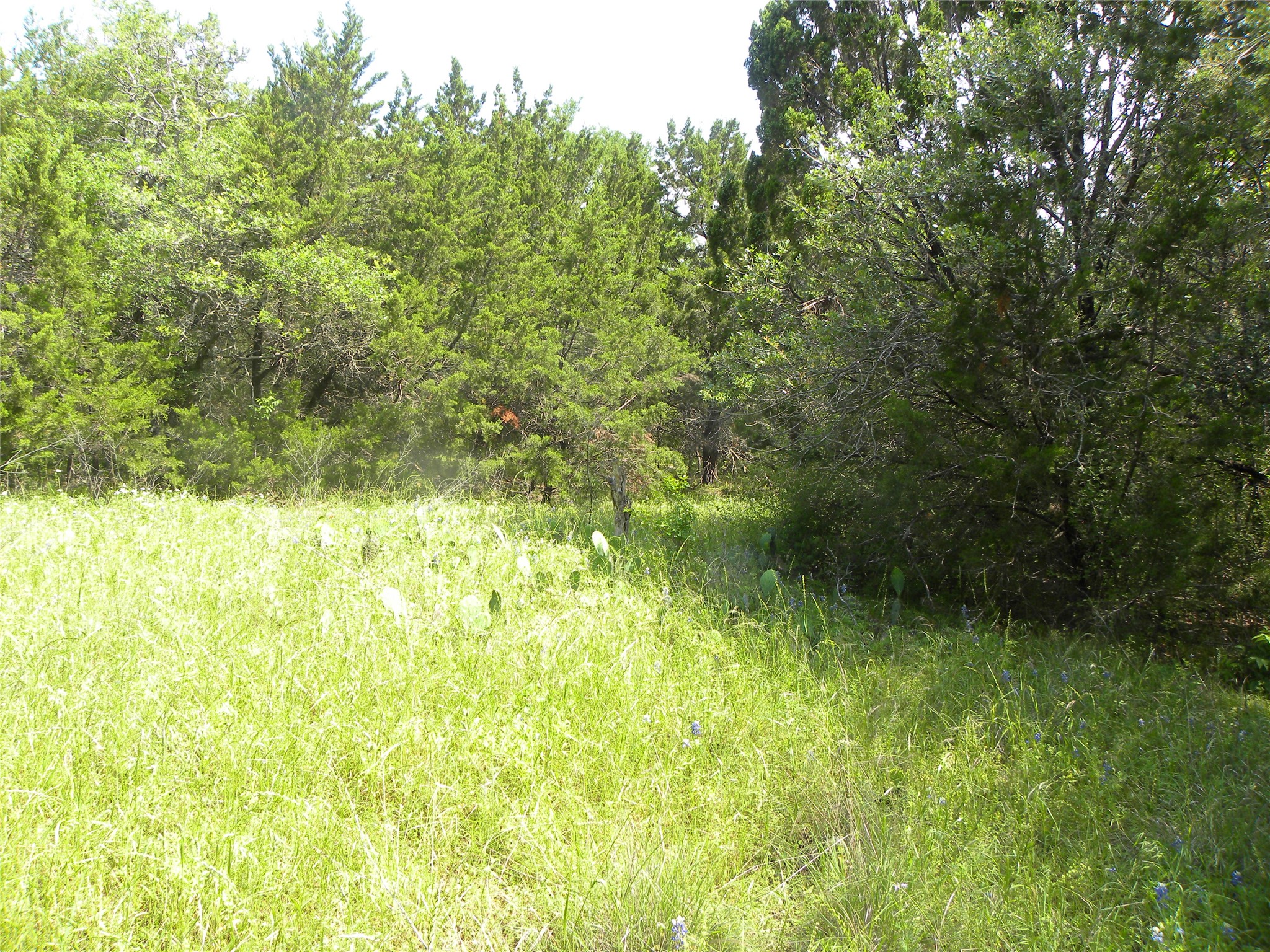 1303 Ash Court Whitney TX 76692
