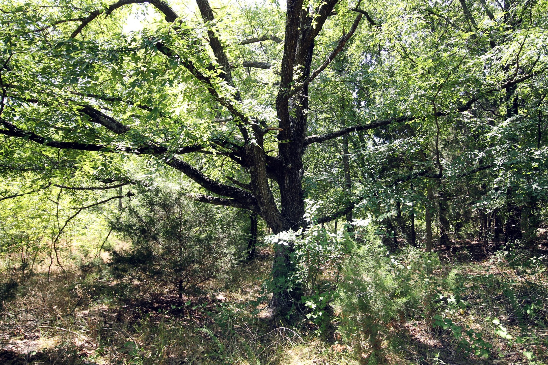 16.72AC Joe Allen Road Pilot Point TX 76258
