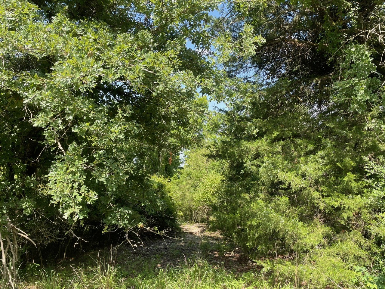 Tbd Lcr 794 Groesbeck TX 76687