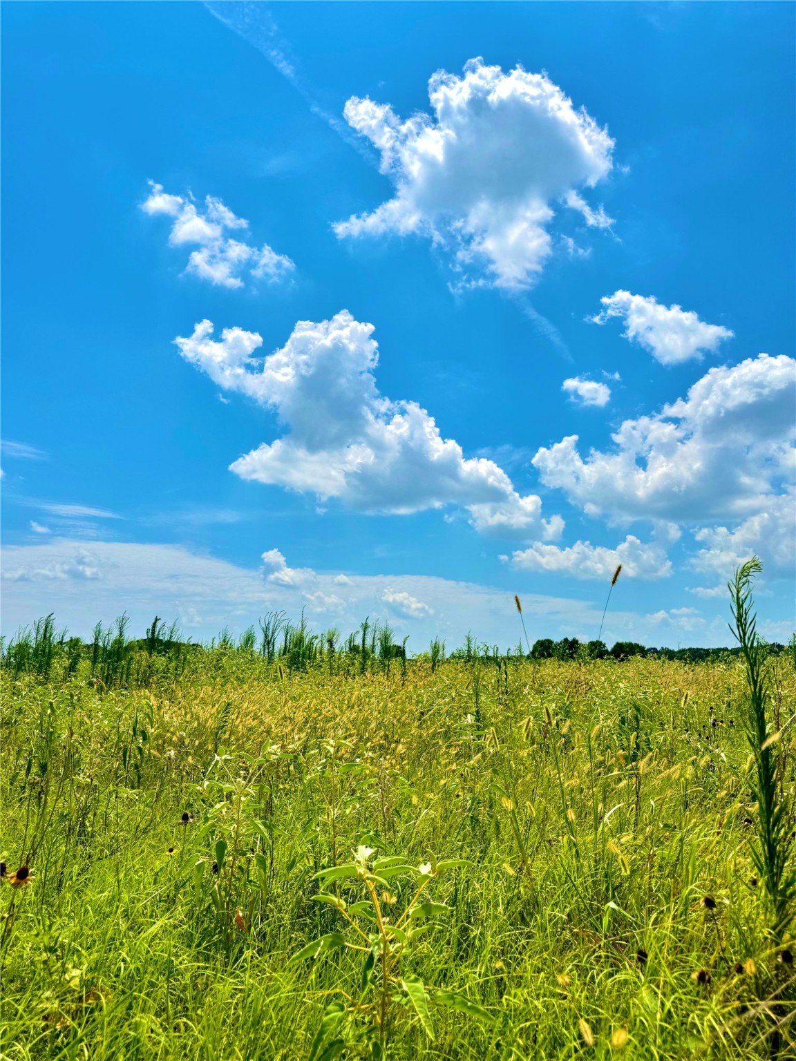 Tbd Tract 23 County Road 3644 Saltillo TX 75471