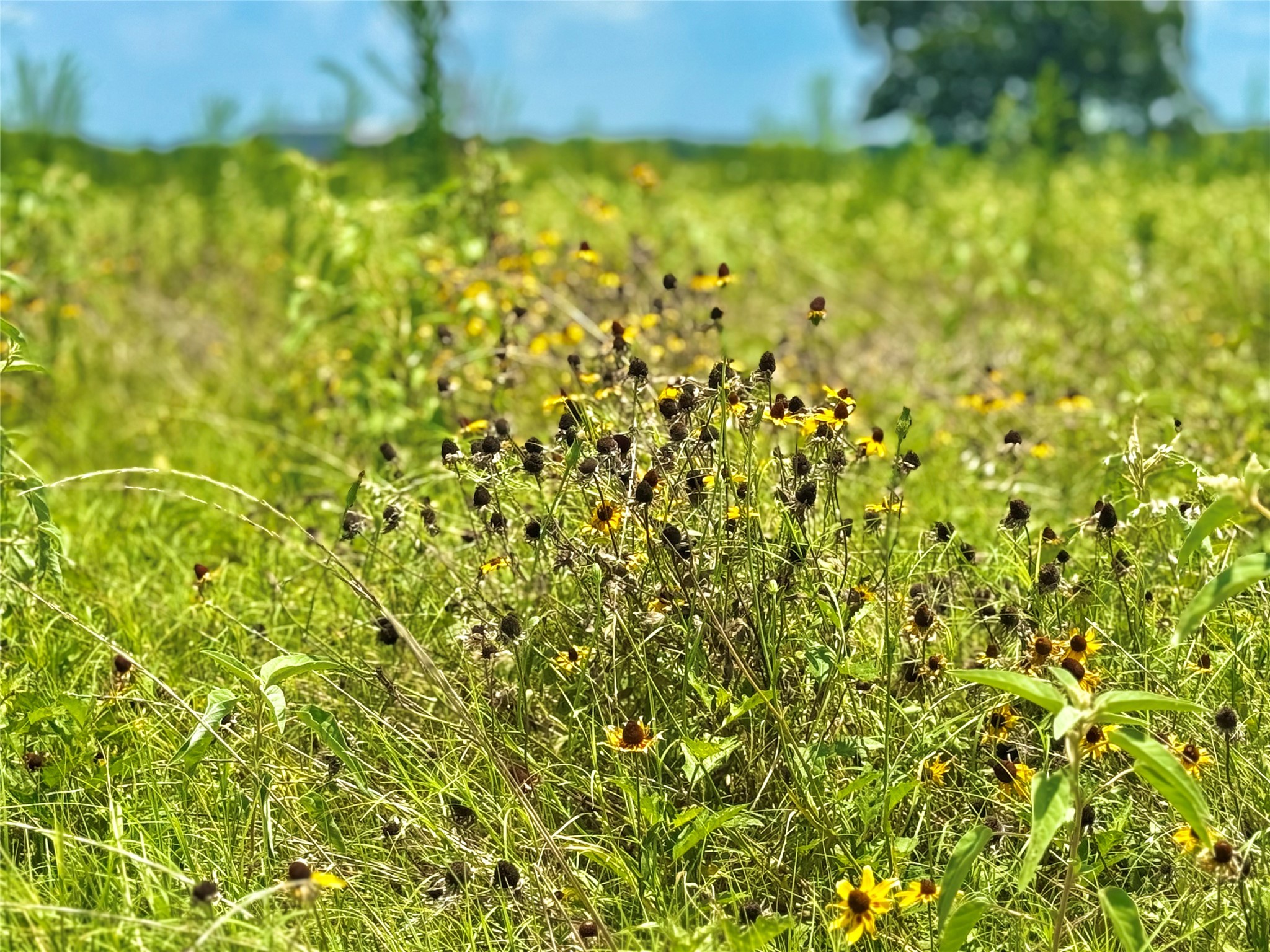 Tbd Tract 23 County Road 3644 Saltillo TX 75471