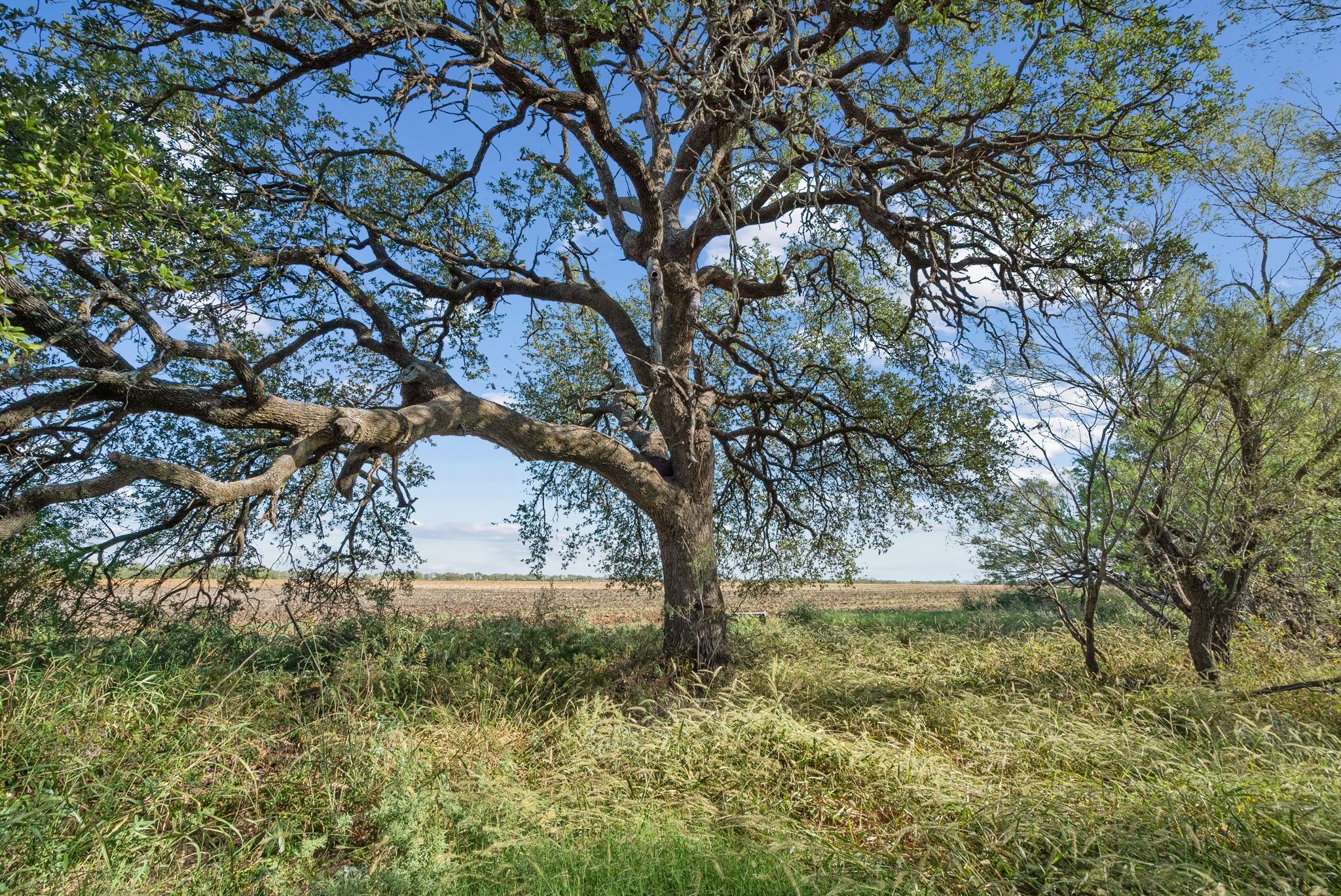 Tbd County Road 136 Coleman TX 76834