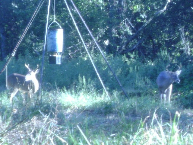 Tbd County Road 3543 Saltillo TX 75457