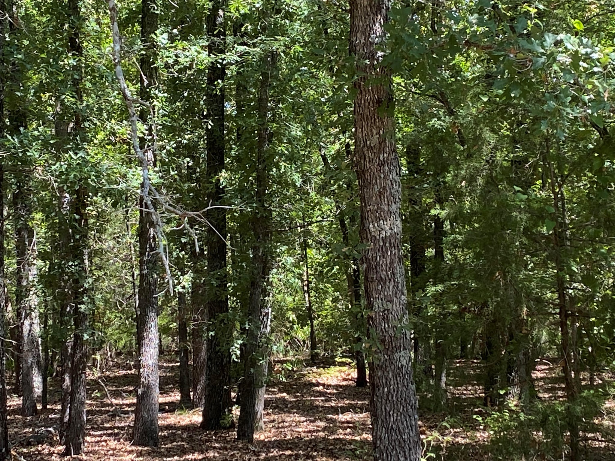 Tbd County Road 3543 Saltillo TX 75457