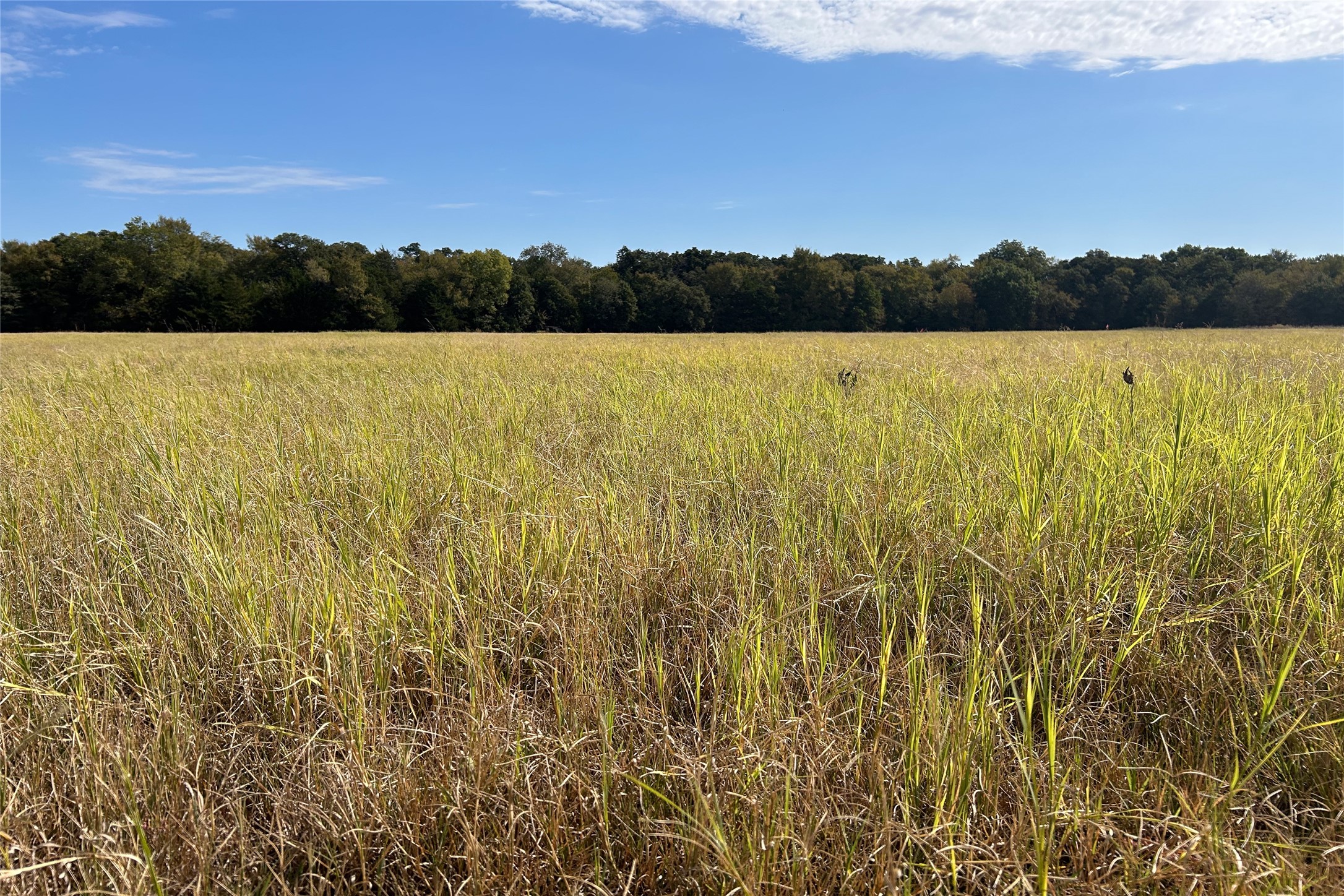 TBD8 County Road 141 Callisburg TX 76240