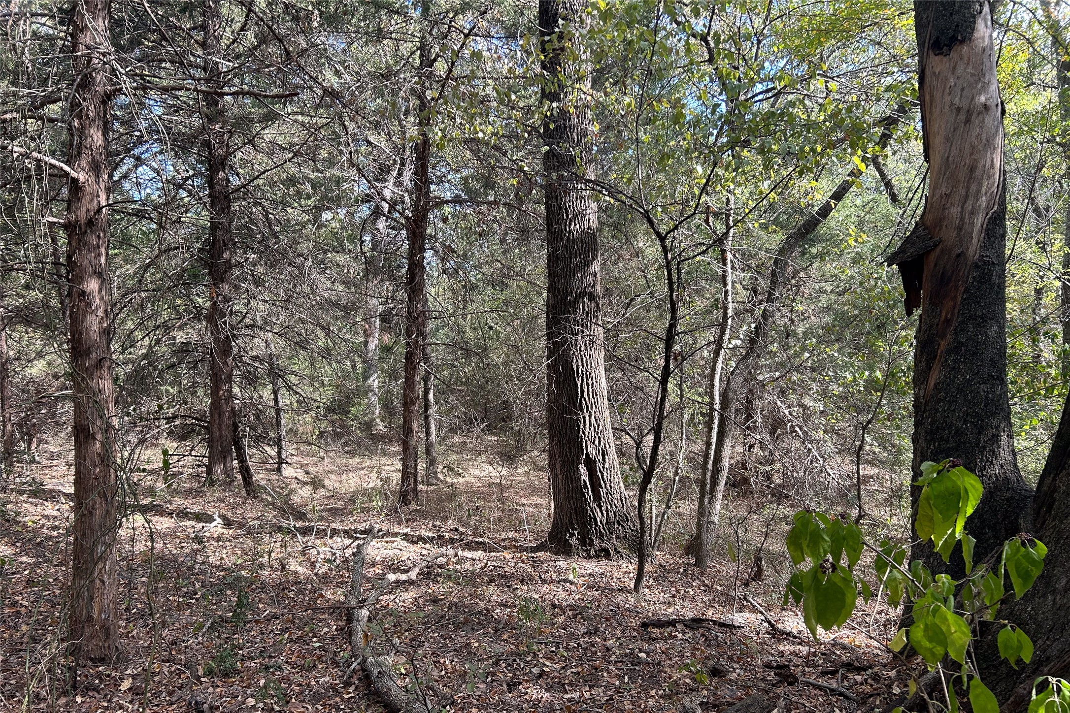 TBD8 County Road 141 Callisburg TX 76240