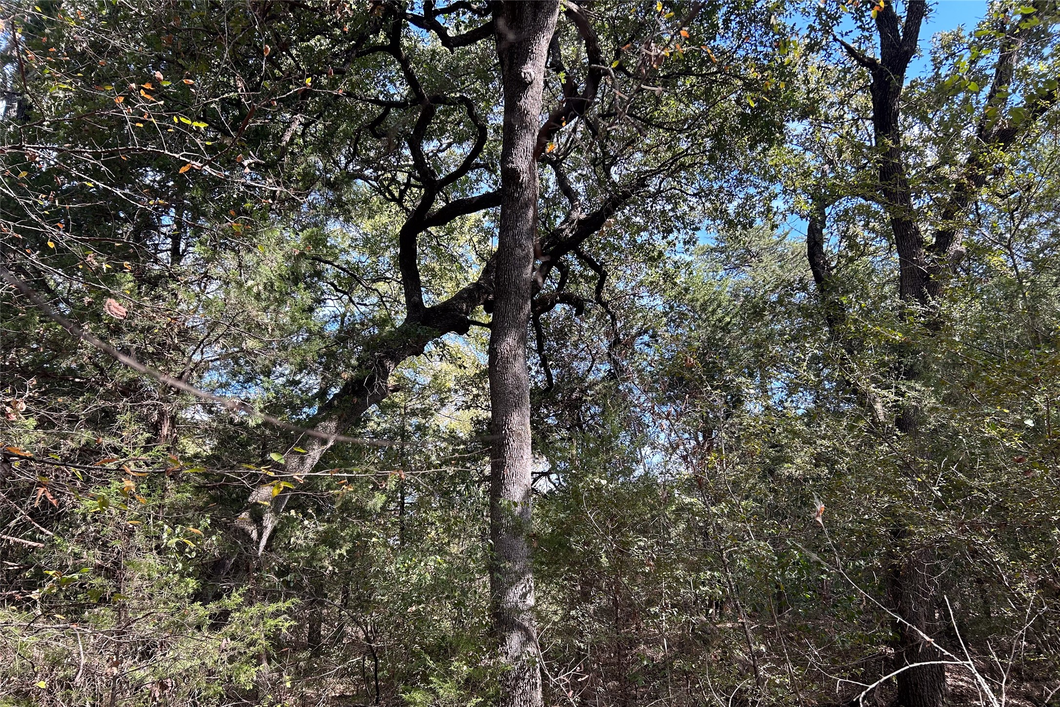 TBD8 County Road 141 Callisburg TX 76240